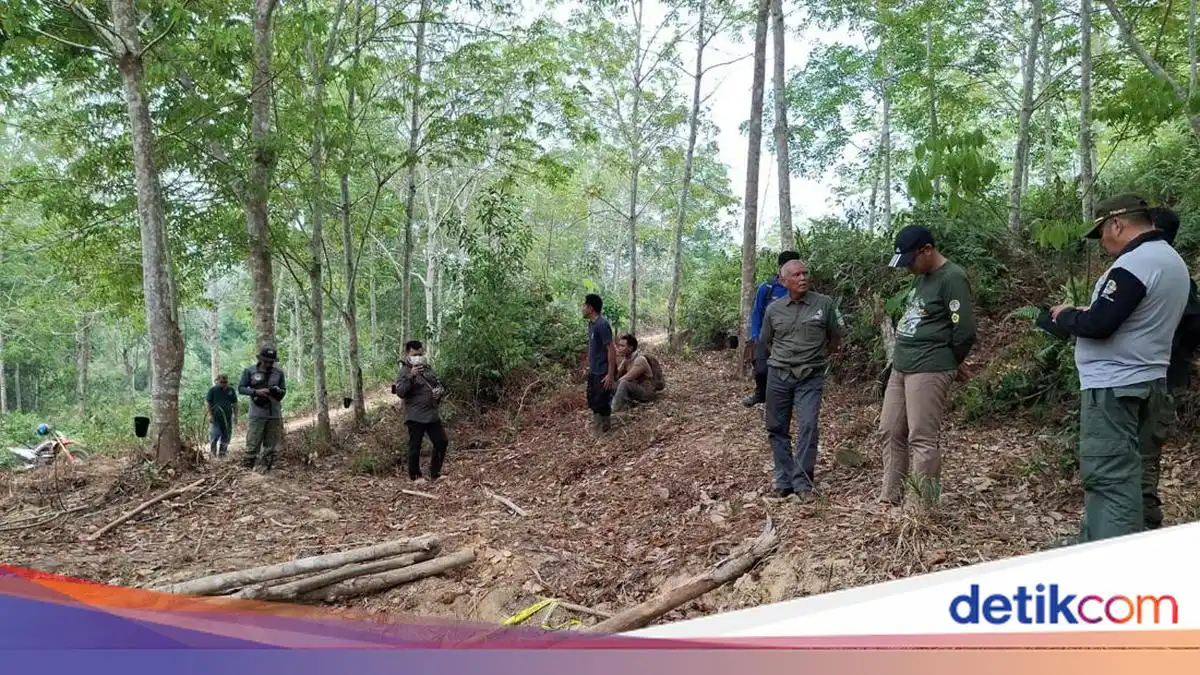 Penyelidikan Kematian Anak Gajah di Konsesi Tebo Masih Berlanjut