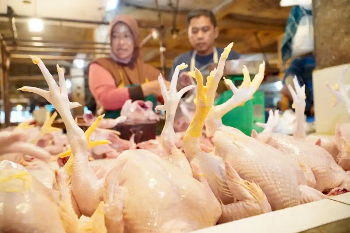 Bapanas Siapkan Subsidi Distribusi untuk Menahan Gejolak Harga Daging Ayam Bapanas Siapkan Subsidi Distribusi untuk Menahan Gejolak Harga Daging Ayam