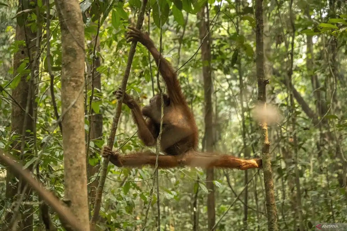 BKSDA dan YIARI telah selamatkan 46 orangutan akibat karhutla Kalbar BKSDA dan YIARI telah selamatkan 46 orangutan akibat karhutla Kalbar