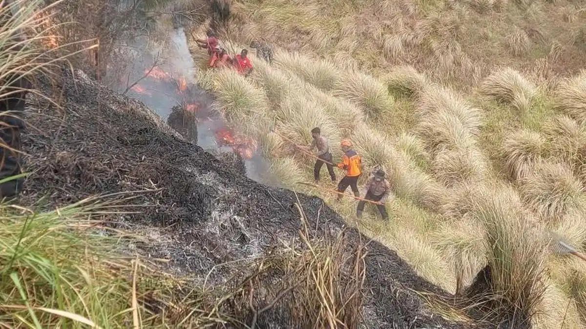 Kebakaran di Kawasan Bromo Tewaskan Tiga Orang Saat Upaya Pemadaman Kebakaran di Kawasan Bromo Tewaskan Tiga Orang Saat Upaya Pemadaman