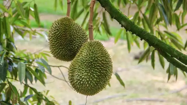 Dari Distribusi Durian ke AI, Nutryfarm Diguncang Desakan Pergantian CEO Dari Distribusi Durian ke AI, Nutryfarm Diguncang Desakan Pergantian CEO
