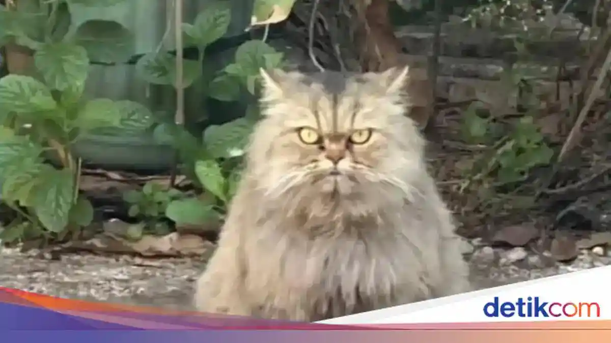 Pencarian Cimi Berlanjut Setelah Pemilik Mengetahui Kucingnya Dibuang Pencarian Cimi Berlanjut Setelah Pemilik Mengetahui Kucingnya Dibuang