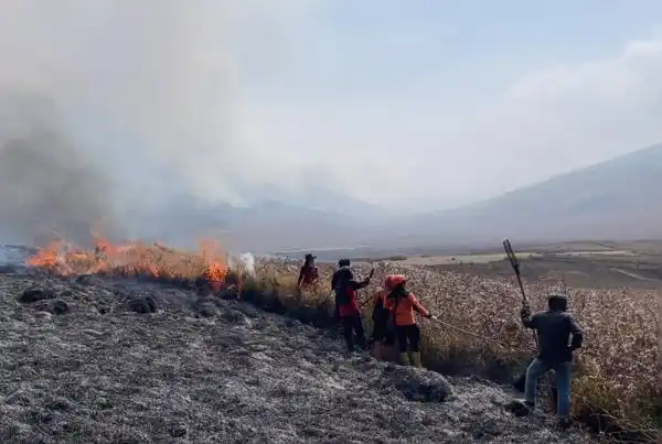 Empat Petugas Meninggal Saat Menangani Karhutla di Kawasan Bromo