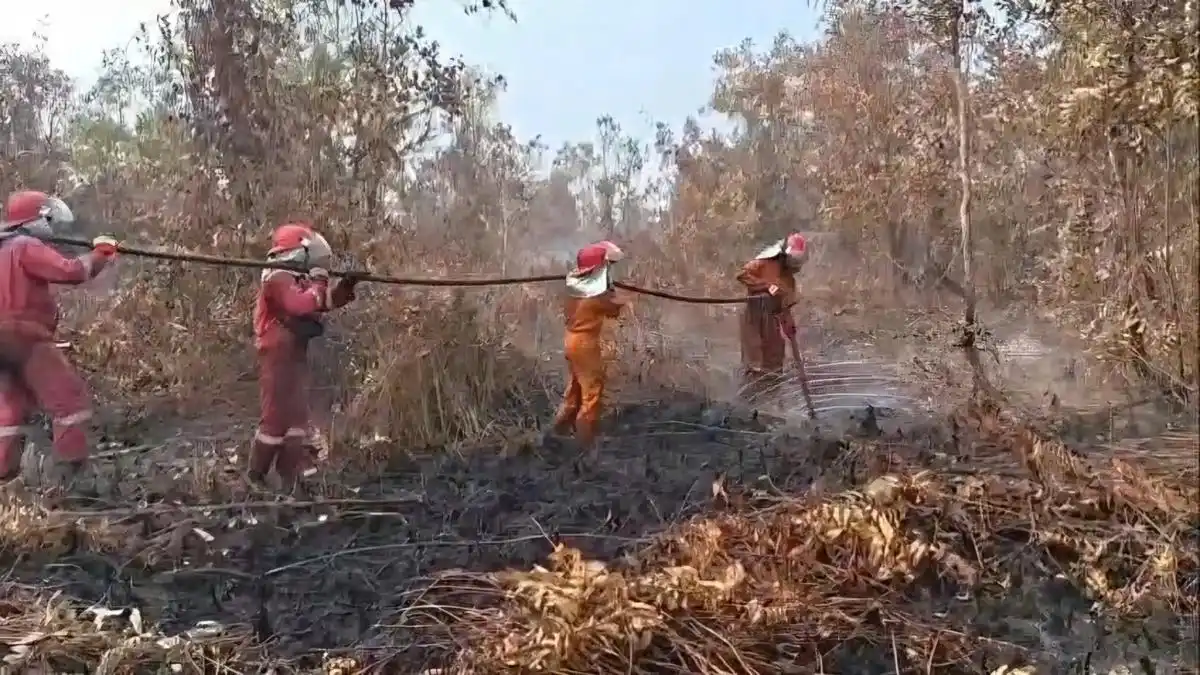 Puluhan Titik Panas Terpantau di Lampung Timur, Mayoritas Berada di Way Kambas