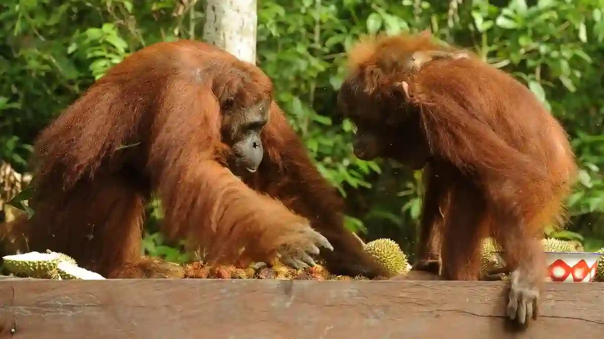 Api di Tanjung Puting Berjarak 600 Meter dari Feeding Camp Orangutan Api di Tanjung Puting Berjarak 600 Meter dari Feeding Camp Orangutan