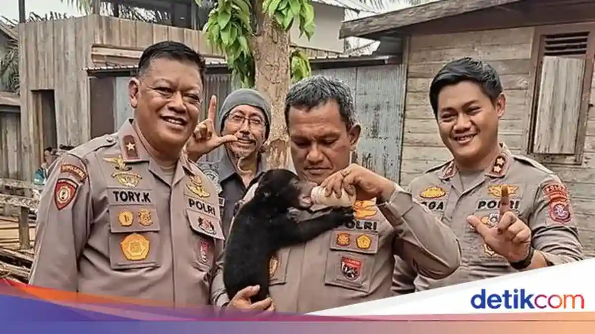 Anak Beruang Madu Terpisah dari Induk saat Kebakaran di Seruyan Anak Beruang Madu Terpisah dari Induk saat Kebakaran di Seruyan