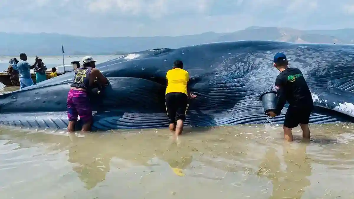 Paus Biru 25 Meter Terdampar di Perairan Riung, Petugas Menunggu Air Pasang